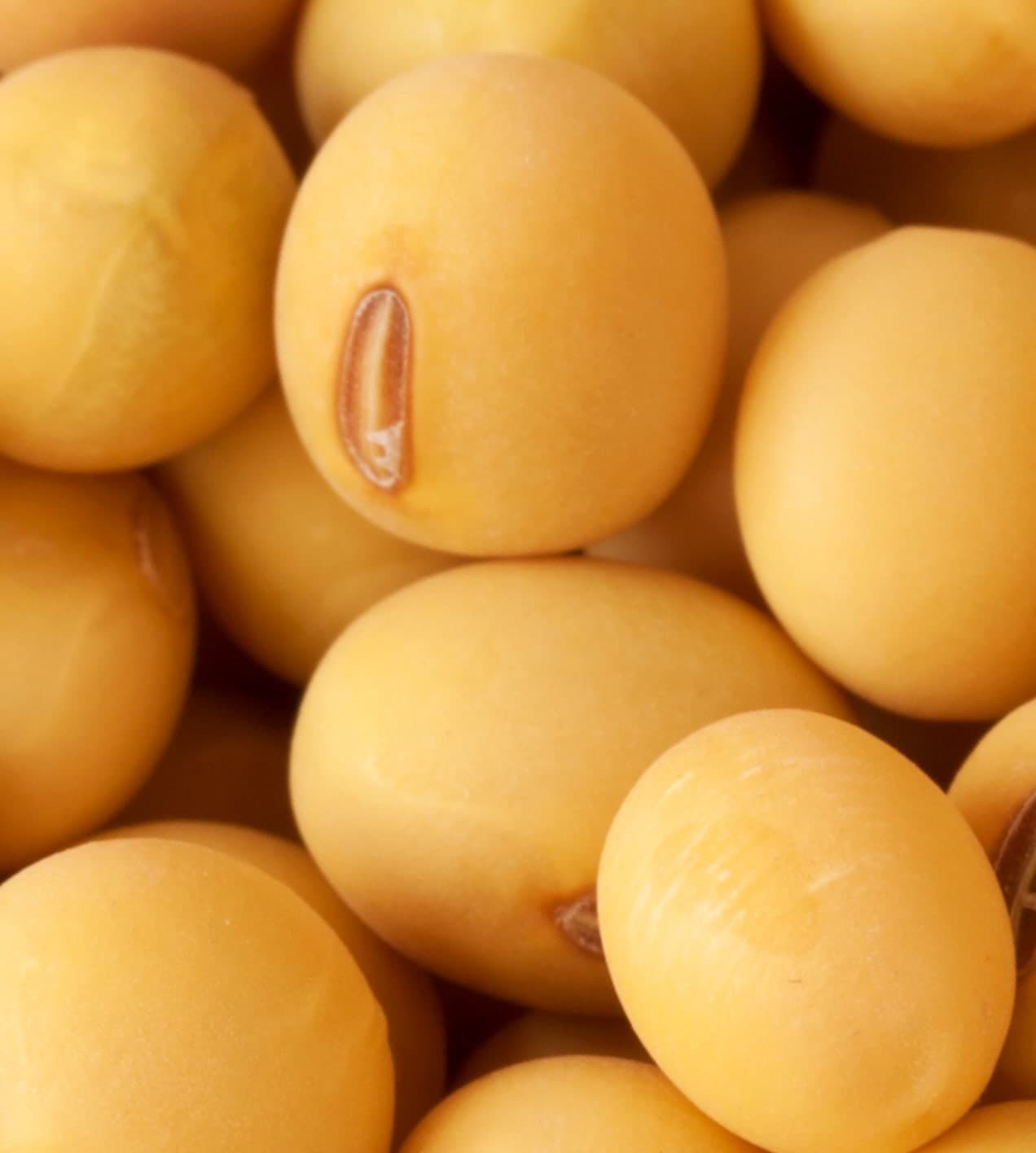Soy beans